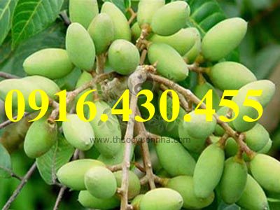 Cây giống trám trắng ghép
